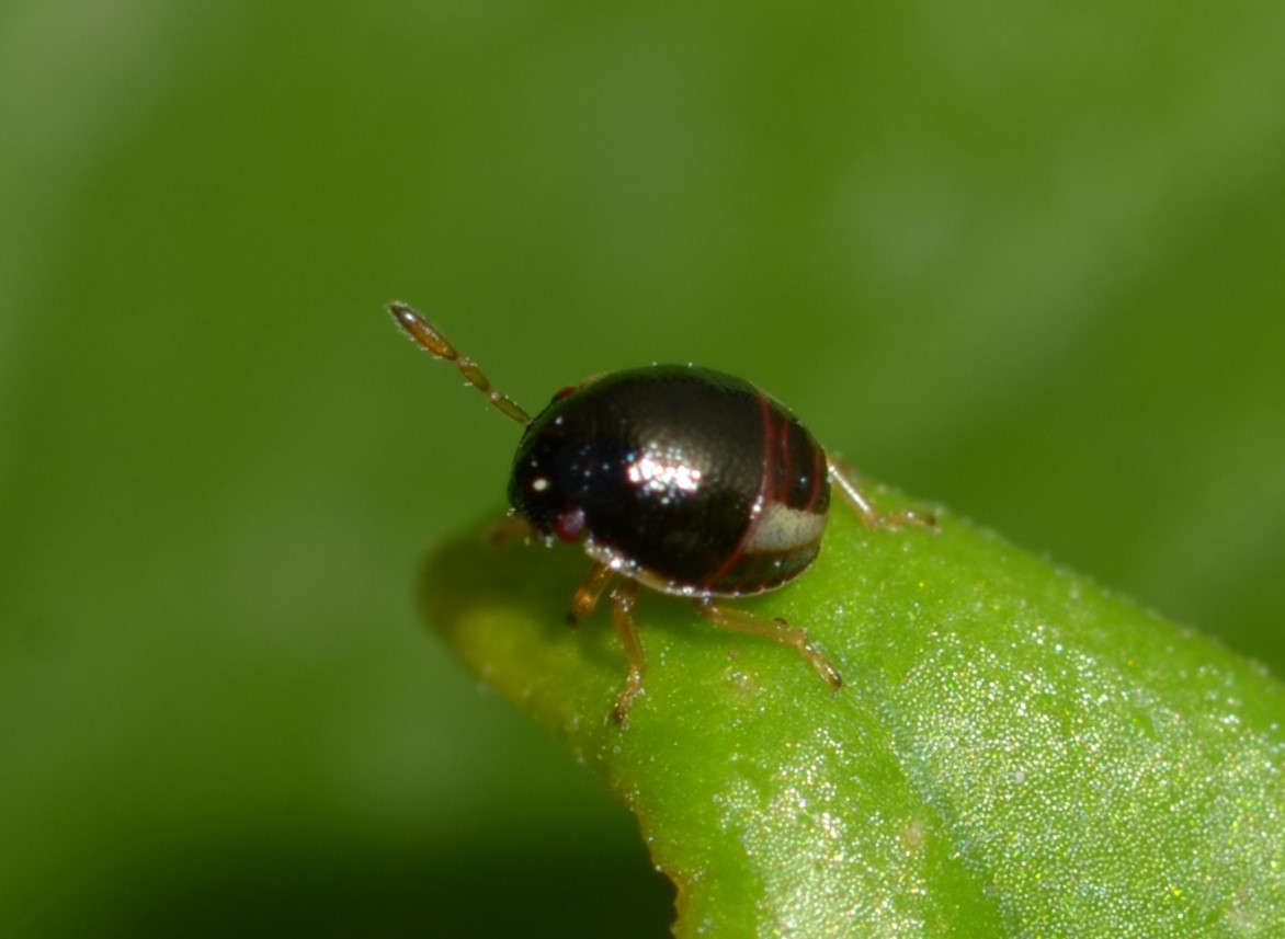 Ninfa di Scutelleridae?